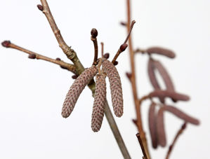 Picture of Corylus